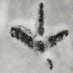 Meet your Posher, Nathan